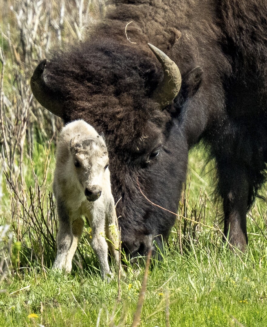 Buffalo bebe 2025